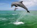 Dovádějící delfíni.jpg